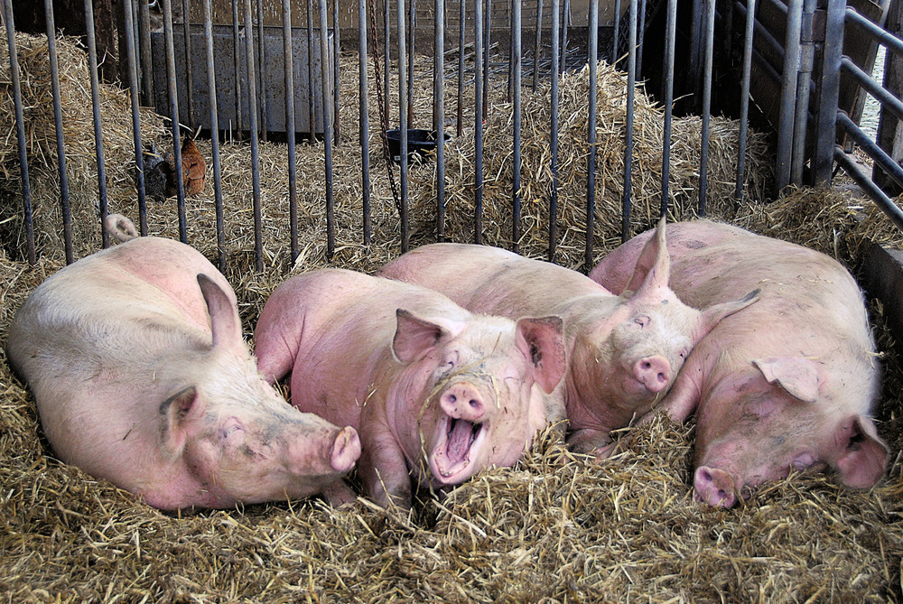 В 2016 году Тамбовская область вошла в тройку лидеров по поголовью свиней