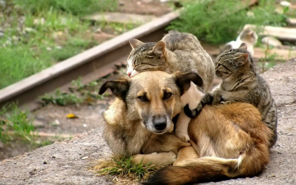 Тамбовская Гордума планирует подключить общественность к решению проблем с бездомными животными
