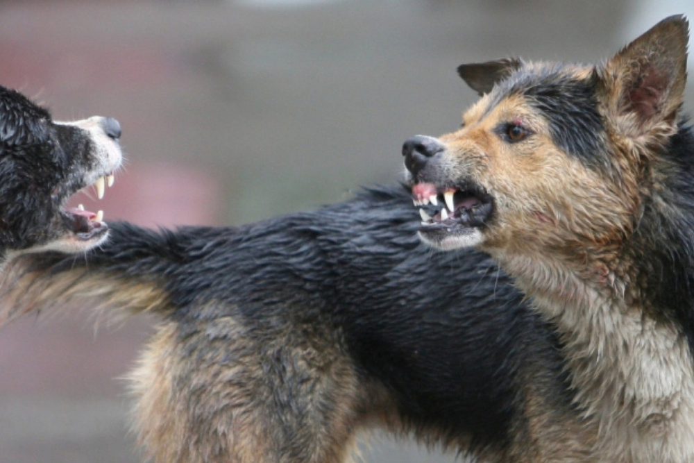 В Тамбове снова появилось большое количество агрессивных бездомных собак