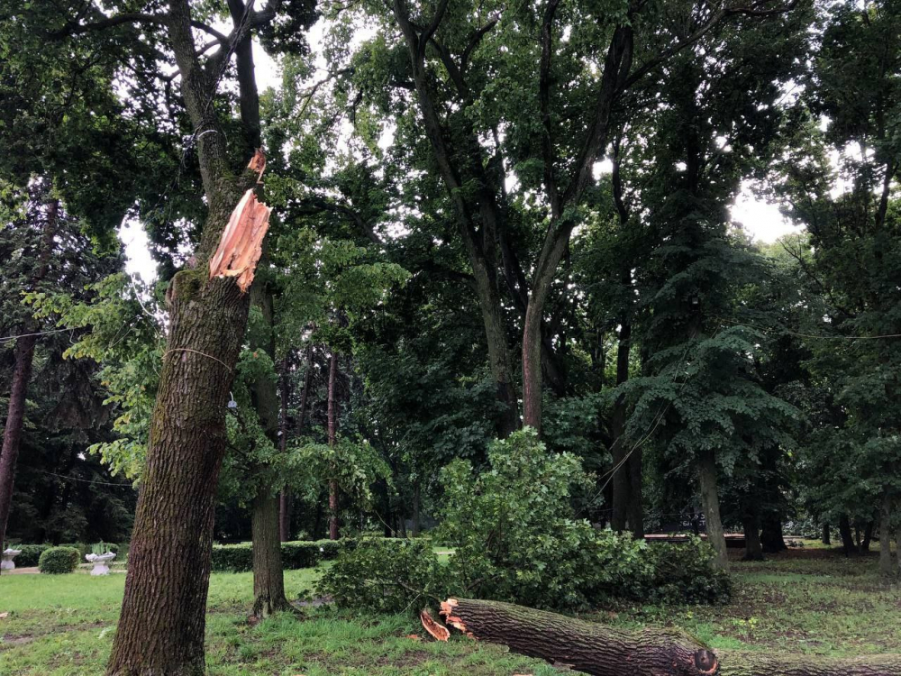 В Усадьбе Асеевых во время грозы сломанное дерево убило 45-летнюю женщину