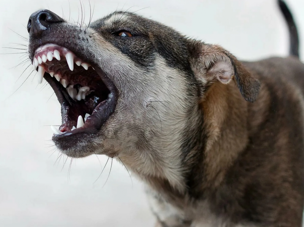 Тамбовчанка пожаловалась на агрессивных собак у Рылеевского карьера