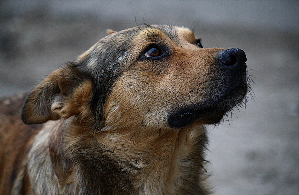 В Рассказовском районе начнут отлавливать и помещать в питомники бродячих псов