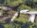 «Тамбовтехмонтаж» погубил рыбу в Никифоровском округе