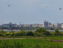 Региональный минстрой хочет забрать земельные участки у племзавода в Тамбове