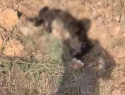 В Тамбове недалеко от Полынковского кладбища обнаружили десятки трупов собак