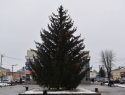 В Моршанске и Пичаеве установили живые новогодние ёлки, подаренные жителями
