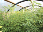 На даче под Тамбовом выращивали 2,5-метровые кусты марихуаны