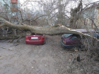 В Тамбове упавшее дерево повредило два автомобиля