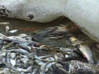 Страх перед паводком привел к массовой гибели рыбы в Бондарском районе
