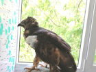 В Мичуринском Центре охраны хищных птиц спасли раненого осоеда
