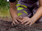 Тамбовский проект "1000 деревьев" будет воплощен в жизнь в форме мастер-классов