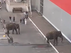 Тамбовчане пожаловались на слонов, гуляющих возле гипермаркета в центре города