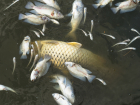 Рыба в кирсановских водоёмах могла погибнуть из-за жары