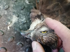 В мичуринском Центре охраны хищных птиц пытаются спасти редкого осоеда