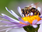 Урожай Тамбовского мёда в опасности из-за массовой гибели пчёл