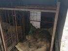 Из-за найденных трупов животных в Липецке собираются расторгнуть контракт с тамбовскими собаколовами