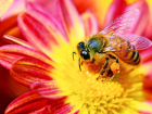 В ситуации с гибелью пчёл в Тамбовской области чиновники предложили новый закон о пчеловодстве
