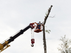 Лесоруб из Раменского порубит тамбовские деревья за 8,5 миллионов
