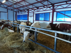 «А много ль корова дает молока?» В Уваровском районе открылась молочная ферма 