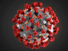 Количество заболевших коронавирусом в регионе незначительно выросло