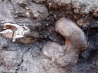 Археологи изучили древние останки, найденные водопроводчиками в Петровском районе