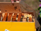 Пчеловоды региона объединились в кооператив