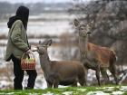 В Тамбовской области выпустят сотню благородных оленей