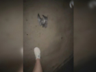 В Тамбове проводится проверка по факту убийства голубя, совершённого девушкой 