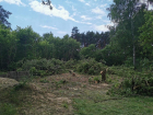 В Пригородном лесу вырубают деревья под застройку