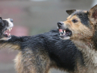 В Тамбове снова появилось большое количество агрессивных бездомных собак