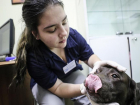В 2020 году в МичГАУ начнут обучать ветеринаров