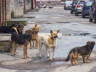 Следственный комитет и чиновники ищут решение проблемы с нападениями бездомных животных в Мичуринске