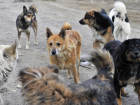 Тамбовчане собственными силами ухудшают ситуацию с бродячим собаками 