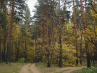 Директор Бондарского лесхоза уволен из-за подозрений в незаконной рубке леса