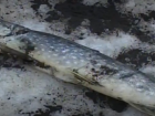 По факту массовой гибели рыбы в пруду Бондарского района начата доследственная проверка 