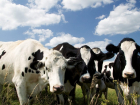 Тамбовские коровы стали давать больше молока