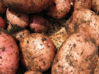 В этом году картофеля в Тамбове меньше чем обычно