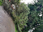После непогоды в Тамбове обвалило деревья: репортаж из соцсетей
