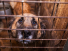 В Никифоровском районе потратят более 400 тысяч рублей на отлов животных
