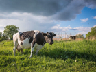 В Тамбовской области производство молока увеличилось на 200 тонн