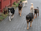 Тамбовчане обеспокоены стаями бродячих собак на улицах города