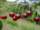 Жители Уварова определились с названиями для эксклюзивных сортов вишни