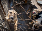 Областная Дума рассматривает законопроект об отлове и чипировании бездомных собак