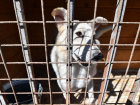 Тамбов заключил контракт на отлов собак с врагом липецких зоозащитников