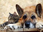 Поправки об обращении с бездомными животными хотят внести в Устав Тамбова