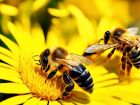 Пичаевские пчеловоды взыскали с «Мегафермы «Шереметьево» почти 4 миллиона рублей за гибель пчёл