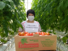 Новый бренд «Тамбовский томат» поучаствует в национальном конкурсе «Вкусы России» 