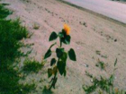 Одинокий, но гордый подсолнух вырос на обочине дороги в Тамбове 