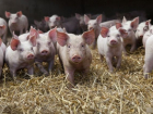 Проект "Русагро" по строительству новых свинокомплексов в Тамбовской области будет расширен 