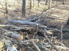 Старые деревья на одном из кладбищ региона спилили только после обращения в прокуратуру